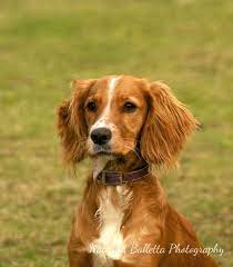 pin by glo on pets of all kinds cocker spaniel puppies working cocker cute dogs images