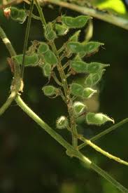 Image result for Rhynchosia viscosa