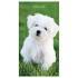 43 Best Small Dog Breeds - Toy Breed Dogs