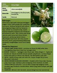 Mengurangkan asma ambil sesudu madu kemudian, campurkan dengan 5 titik jus limau kasturi. Pengobatan Dan Khasiat Herbal Khasiat Limau Kasturi Untuk Kurus