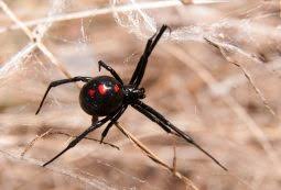 Venomous Spiders In Washington Whitworth Pest Solutions
