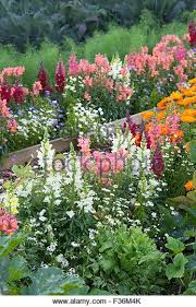 In A Snapdragon Flower Stock Photos In A Snapdragon Flower Stock Images Snapdragon Flowers Garden Borders Flowers