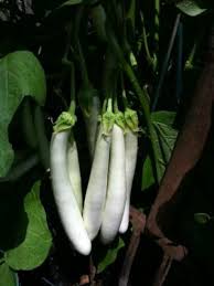 Those in the photo are average size sitting on an upturned 5 gallon bucket. White Eggplant From The Garden To The Grill Fn Dish Behind The Scenes Food Trends And Best Recipes Food Network Food Network