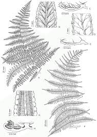 Image result for Pteridium