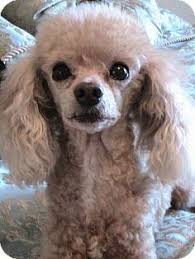 For instance, they may prefer their puppies to grow under their. 14 Dogs Ideas Dogs Poodle Miniature Poodle