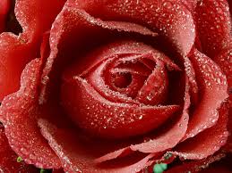 Pikpng encourages users to upload free artworks without copyright. Download Valentine Flower Background 18998 1600x1200 Px High Definition Wallpaper
