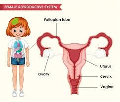 In a flower the female reproductive part is called the pistil. Free Reproductive Health Vectors 900 Images In Ai Eps Format