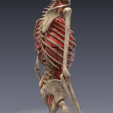 Realistic Human Internal Organs 3d Model In 2020 Human Anatomy 3d Human 3d Model