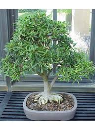 Image result for Ficus persicifolia