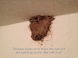 These physical differences can help you tell them apart if you spot one. Termites Or Carpenter Ants Tarrant County Pest Control Blog