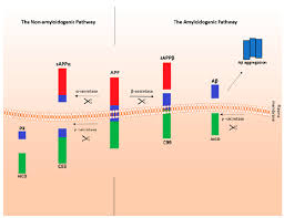 He said if you cannot find the camel then you are more than likely on a path for alzheimers disease. Ijms Free Full Text Bridging The Gap Between Alzheimer S Disease And Alzheimer S Like Diseases In Animals Html