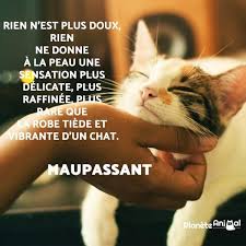 Belles Phrases Pour Son Chat Plus De 60 Idees De Belles Phrases Citation Chat Chat Drole Chat