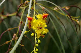 Image result for Parkinsonia aculeata