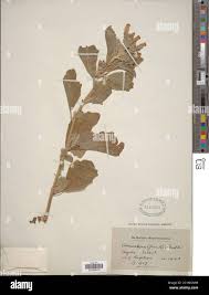 Image result for Astripomoea grantii