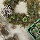 Christmas Wreaths Workshop event image