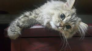 La seconda razza che ci sentiamo di consigliare è il gatto sacro di birmania (birmano). Razze Di Gatto Da Appartamento Ecco 7 Specie Di Felino