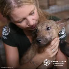 Indonesia bans dog and cat meat sales