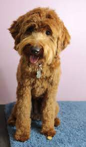 Maybe you would like to learn more about one of these? Brown S Labradoodles