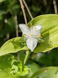 Image result for Tradescantia