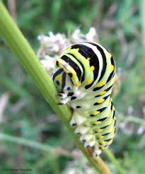 Plant in full sun for loads of lovely, large white flower clusters. Black Swallowtail Caterpillar Papillio Polyxenes On Queen Anne S Lace Photo Fletcher Wildlife Garden Photos At Pbase Com