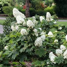 Image result for Hydrangea quercifolia