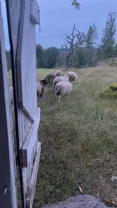 Image result for site:byggahus.se missljud