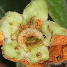 Image result for květopas jahodníkový