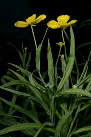 Image result for Ranunculus rionii