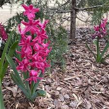Image result for Hyacinth Red 2016 B