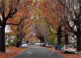 Zones 6 and 7) and early winter (usda hardiness zones 8 and 9). Tall Liquid Ambar Commonly Called Sweetgum Tree Or American Stock Photo Picture And Royalty Free Image Image 116280390