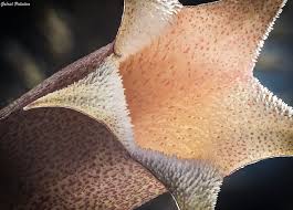 Image result for Periglossum mackenii