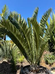 Image result for Encephalartos chimanimaniensis