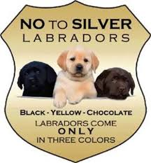 Folge deiner leidenschaft bei ebay! Island Pacific Labrador Retriever Club Breeder Directory