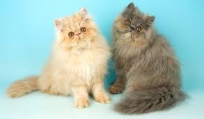 These are quiet cats with soft voices, and they seem to enjoy displaying themselves like the fine pieces of living artwork that they are. Persian Cat Breed Information