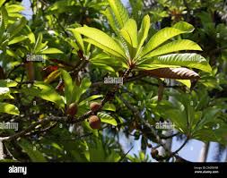 Image result for Sapotaceae