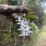 Image result for Cyrtorchis chailluana