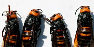 I added amcoolio's not revisionist history: Do Murder Hornets Really Exist The New Yorker