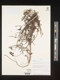 Image result for Crotalaria argyrolobioides