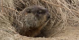 Will Winter End Soon? Canadian Groundhogs Split On Spring Calls |  Globalnews.Ca