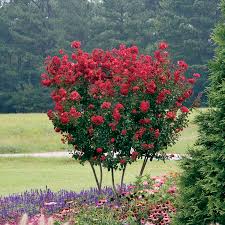 Fastest growing trees, deer resistant, hedges and privacy, flower gardens and beds, flowering, border plants Plants Seeds Bulbs Perennial Flowers Plants 6 Crape Myrtle Red Rocket These Are Small Starter Plants