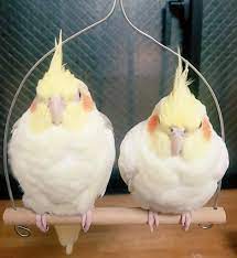 pin on オカメインコ