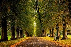 Beauty And Nature Is A Beauty To Stare To Then Make A Profitable Stare With Us Click And Follow To Get Spring Landscape Autumn Trees Background For Photography
