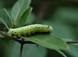 Black And White Striped Caterpillar With White Hair Caterpillar Hunting Black Spot Black Caterpillar Caterpillar