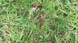 We do this by being as thorough as possible and. Southern Care Lawn And Pest Home Facebook