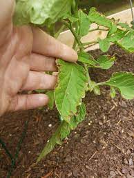 Check spelling or type a new query. What S Going On With My Tomato Plant They Have Gotten Huge And I Spotted Two Babies Growing Today However Leaves Are Turning Brown On Edges Is This Okay Gardening