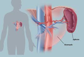 Human organs in the bpody from a back view. The Spleen Human Anatomy Picture Location Function And Related Conditions