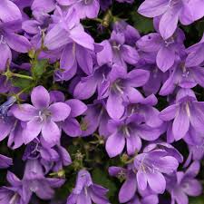 Buy Dalmatian Bellflower Campanula Portenschlagiana 5 99 Delivery By Crocus Campanula Portenschlagiana Campanula Ground Cover