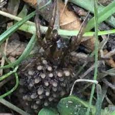 The bold jumping spider, as its name would imply, is known for its peculiar habit of jumping around. Spiders In Colorado Species Pictures