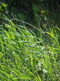 Image result for Phragmites australis