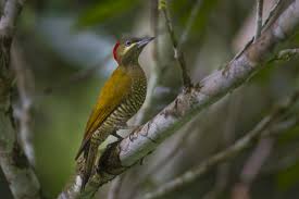 Spotted Bird With Red Patch On Back Of Head 145 Stripe Cheeked Woodpecker Piculus Callopterus Endemic To Panama Animals Wild Woodpecker Passerine Bird